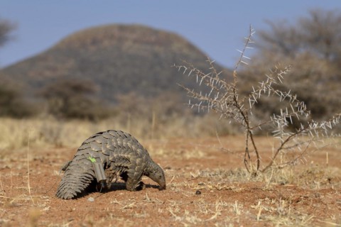 Ground pangolin