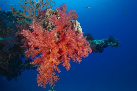 Hemprichs tree coral