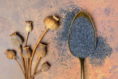 Blue poppy
