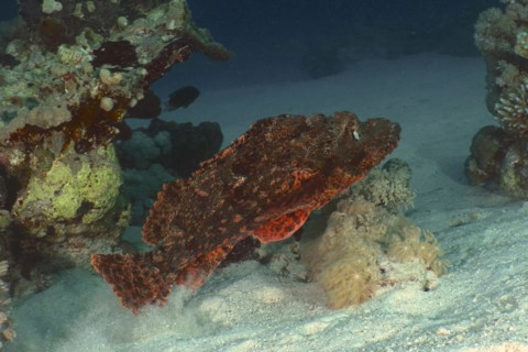 Tassled scorpionfish