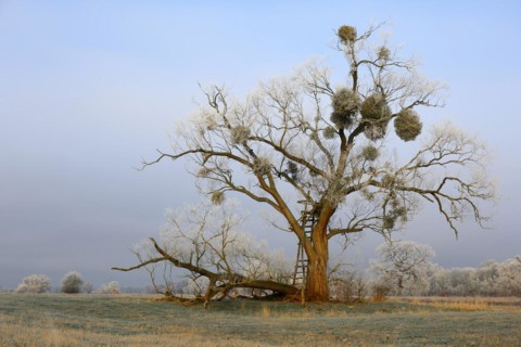 Tree in a meadow with hoarfrost and mistletoe in winter