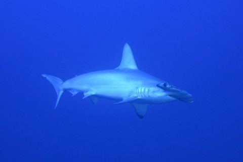 Scalloped hammerhead