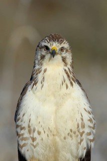 Steppe buzzard