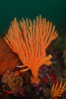 Orange flagellar sea fan