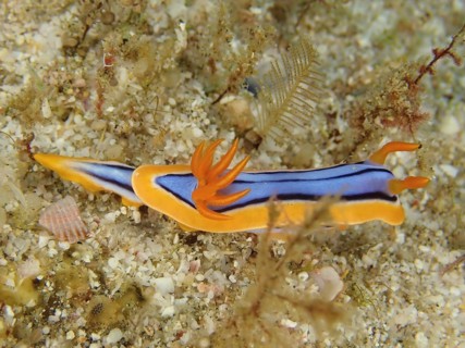 Hamiltons Chromodoris