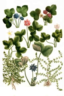 Botany