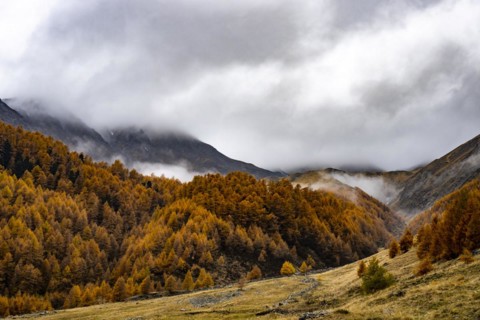 Autumn larch