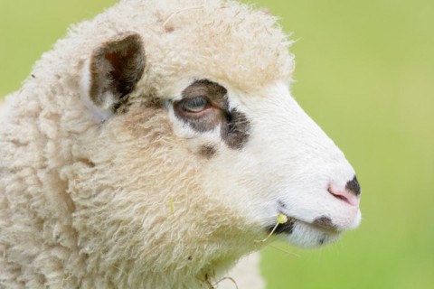 Portrait of a lamb with brown spots around the eyes. Alsace