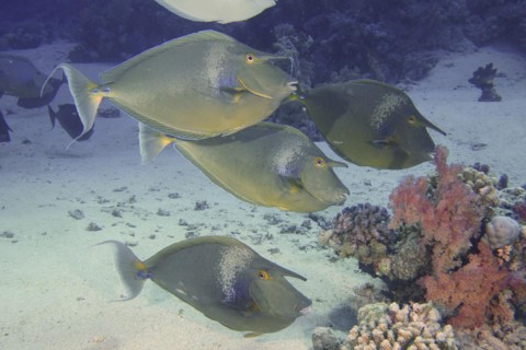 Group of bluespine unicornfish