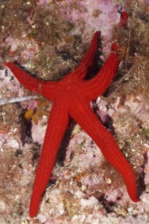 Orange starfish