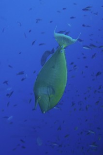 Bluespine unicornfish