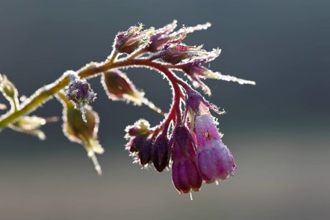 Common comfrey