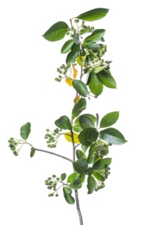 Chokeberry