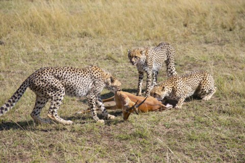 Cheetah