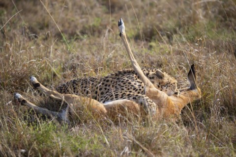 Cheetah