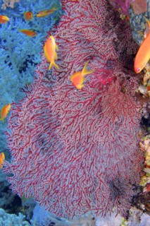 Red knot coral