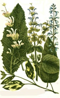 Botany