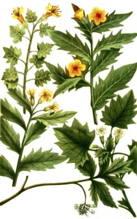 Botany