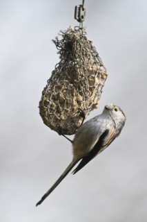 Long-tailed tit