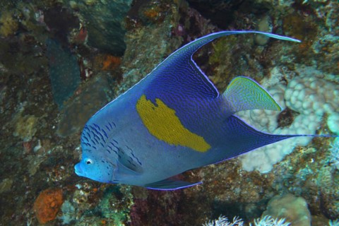 Halfmoon angelfish