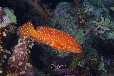 Jewel grouper