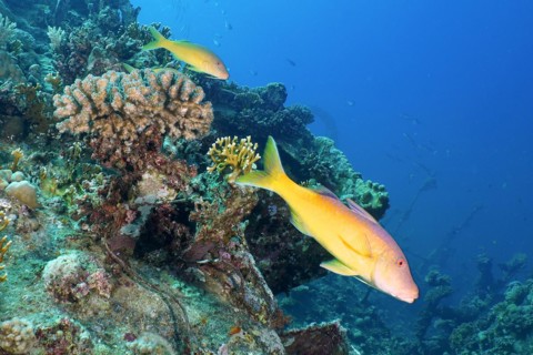 Lemon barb