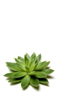Leaf rosette of an echeveria