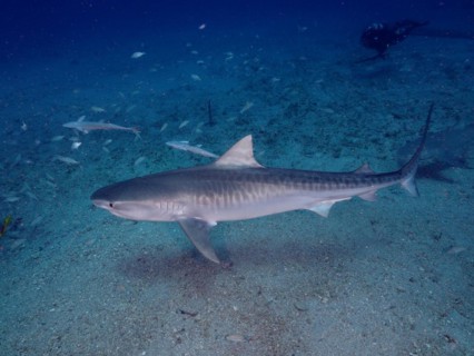 Tiger shark