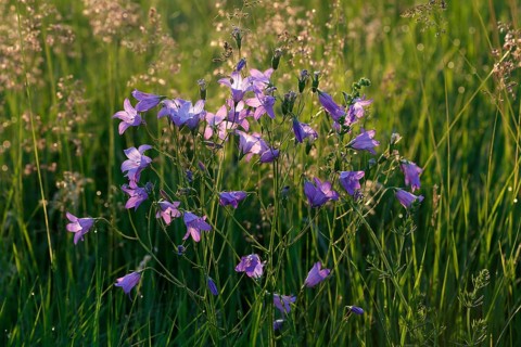 Spreading bellflower