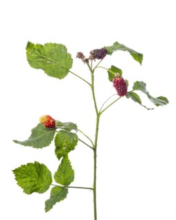 Blackberry