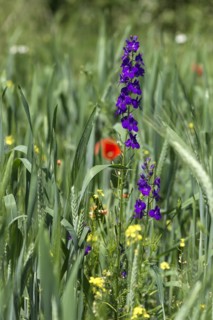 (Delphinium) in a cornfield, Bavaria, Germany ???