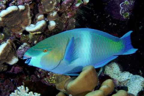 Rusty parrotfish