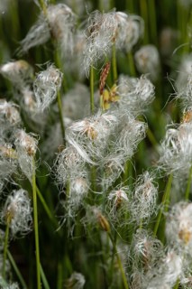 Sheath grass a few open white flowers next to each other