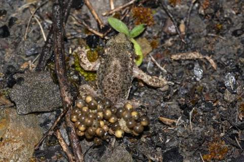 Common midwife toad