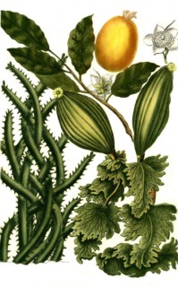 Botany