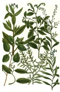Botany