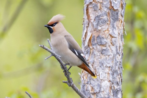 Bohemian waxwing