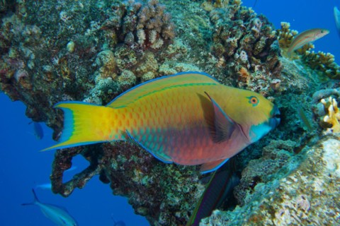 Female green-rumped parrotfish