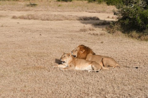 Lions