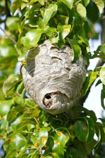 Medium wasp or small hornet