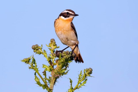 Whinchat