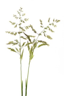Rough meadow-grass
