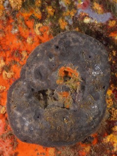 Black leather sponge