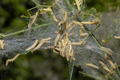 Weeping cherry moth several caterpillars in a common web