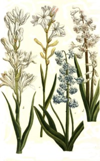 Botany