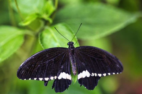 Common mormon