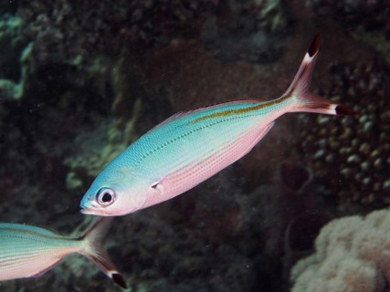 Red Sea Fusilier