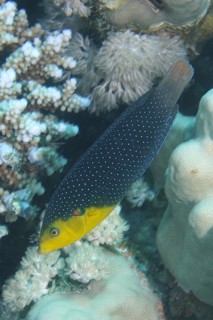 Yellow-breasted Junker