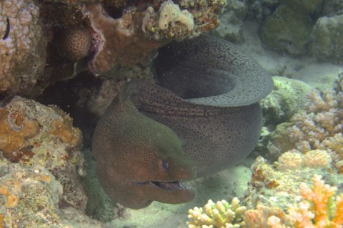 Giant Moray