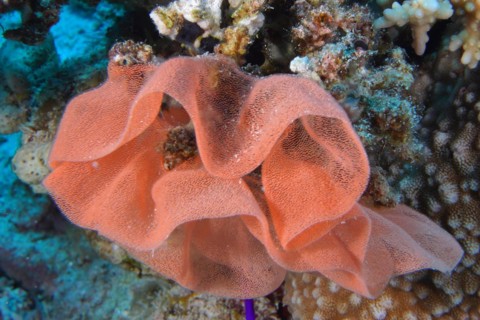Spawn of Spanish dancer